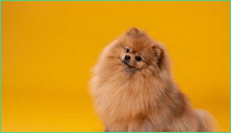 dogdog Статистика видео